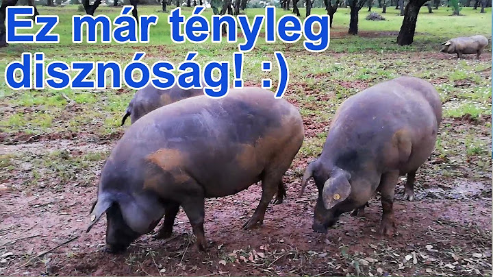 Ez már tényleg disznóság! :)