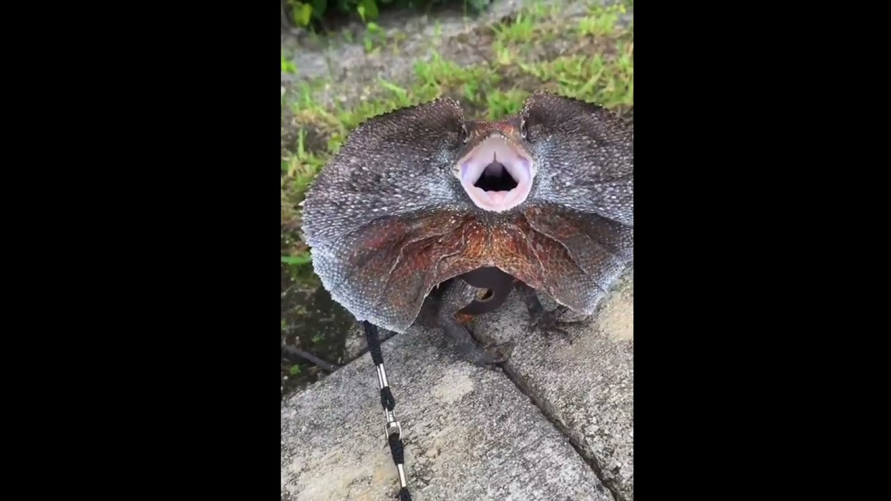 Watch lizard is beautiful on YouTube Watch lizard is beautiful on YouTube