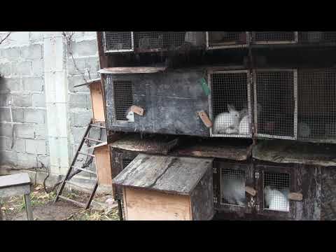 ვისაც სურვილი გაქვთ დავეხმაროთ  მებოცვრეობა საჩხერეს...