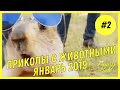 ЛУЧШАЯ ПОДБОРКА ПРИКОЛОВ С ЖИВОТНЫМИ #2 | ЛУЧШИЕ ПРИКОЛЫ ЗА ЯНВАРЬ 2019 ГОДА |  FUNNY HUB