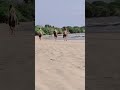 Horseback Riding in Tamarindo, Costa Rica 🇨🇷