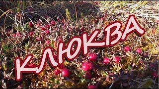 Север Сахалина  сбор ягоды  2018