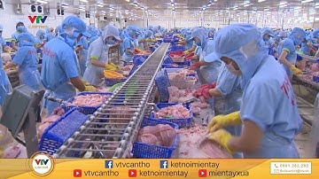 Việt Nam: xuất khẩu cá tra có nhiều dấu hiệu khởi sắc | VTV CẦN THƠ