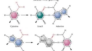 BIO211 Lect 19 Mutation pt 2