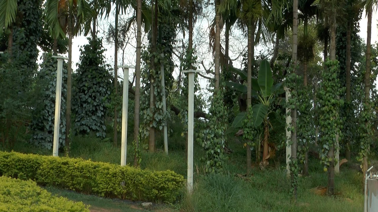 ಕಾಳುಮೆಣಸಿನ ಸಂಸ್ಕರಣೆ, ಇಳುವರಿ, ಕಂಬದಮೇಲೆ ಬೆಳೆ - ಶ್ರೀ ಸುರೇಶ ಬಲ್ನಾಡು | Black pepper yield, processing