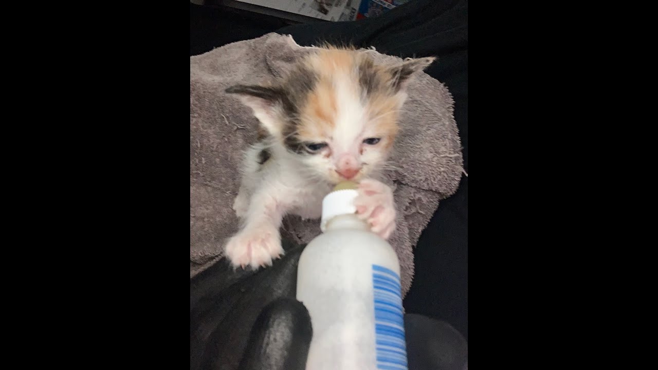 New Foster Kittens: The Calicos and Two Tuxedos | The Story of My Pet