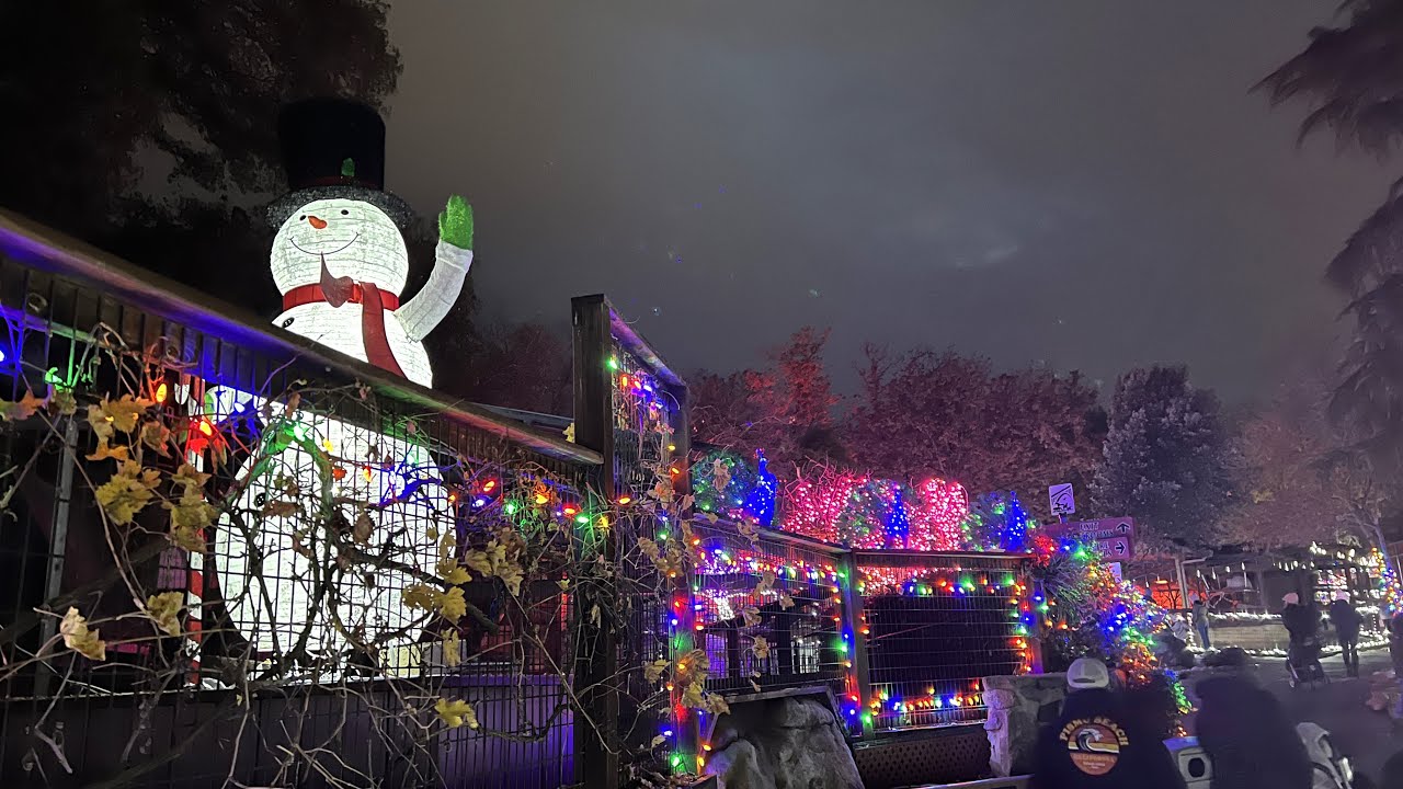 Wild Nights and Holiday Lights at the Folsom City Zoo Sanctuary YouTube