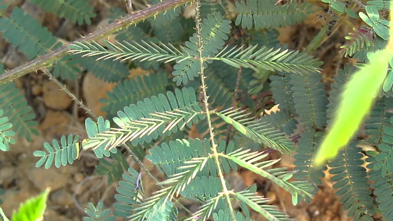 Thigmonasty in Nuttall's Sensitive Briar, Mimosa nuttallii