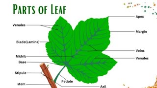 Midrib,Veins and Venules of Leaf VIDEO 38