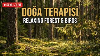 Kuş Sesleri ile Orman Huzuru (1 Saat) | RELAXING FOREST & BIRD SOUNDS 🌲🐦
