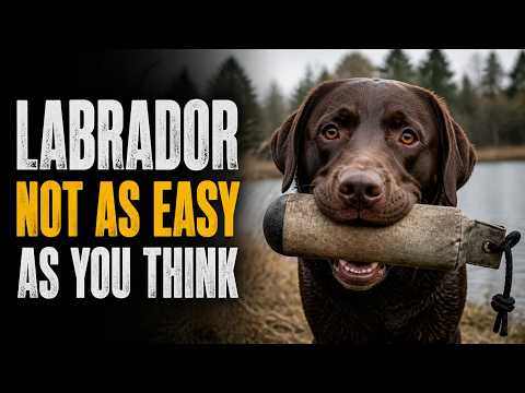 Labrador Retriever: Why This Easy Dog Can Be Hard Work
