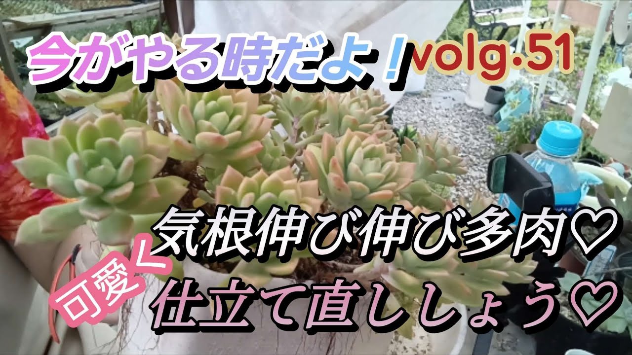 残暑厳しい中で、多肉事してますか?伸び伸びマッコスの仕立て直しをしますよ～♡　#多肉植物　#マッコス　#紅葉🍁　#可愛い