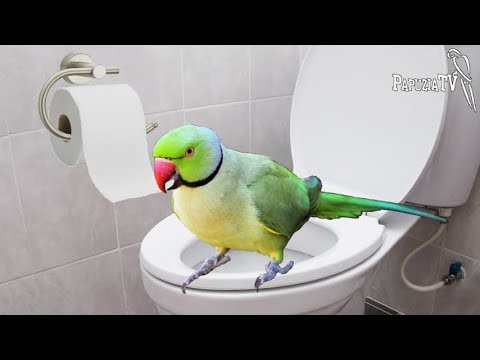 Wideo: W jakim kolorze ptaki wolą robić kupę?