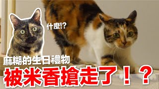 【好味小姐】被米香搶走了麻糊生日禮物好味貓日常EP101