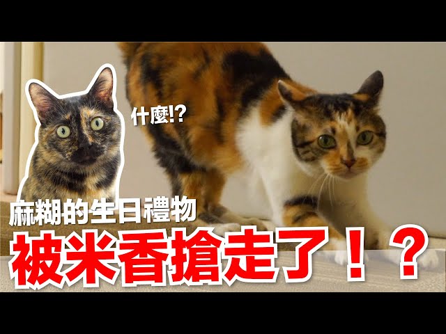 【好味小姐】被米香搶走了？！麻糊生日禮物｜好味貓日常EP101
