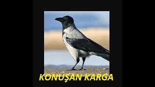 Bir Konuşan Karga