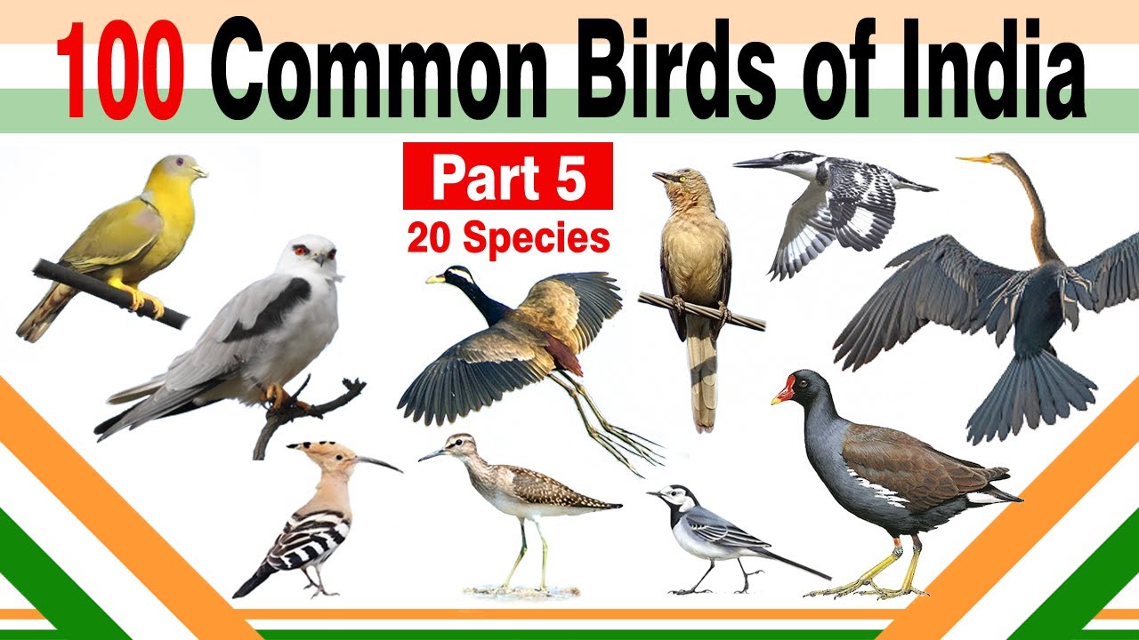 100 Common Birds of India (Part 5/5)