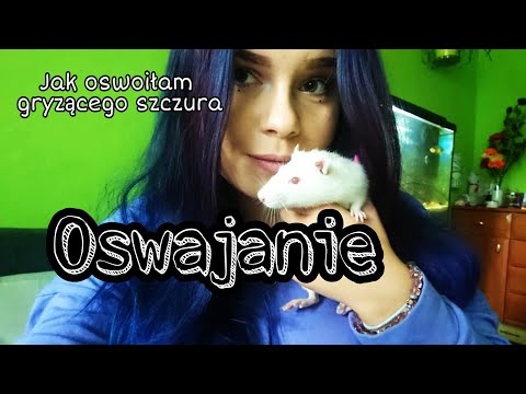 Wideo: Jak Oswoić Szczura