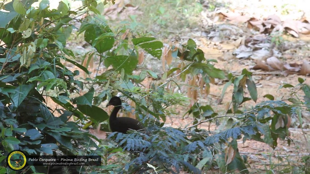 Dark-winged Trumpeter/Psophia obscura/Jacamim-de-costas-escuras 