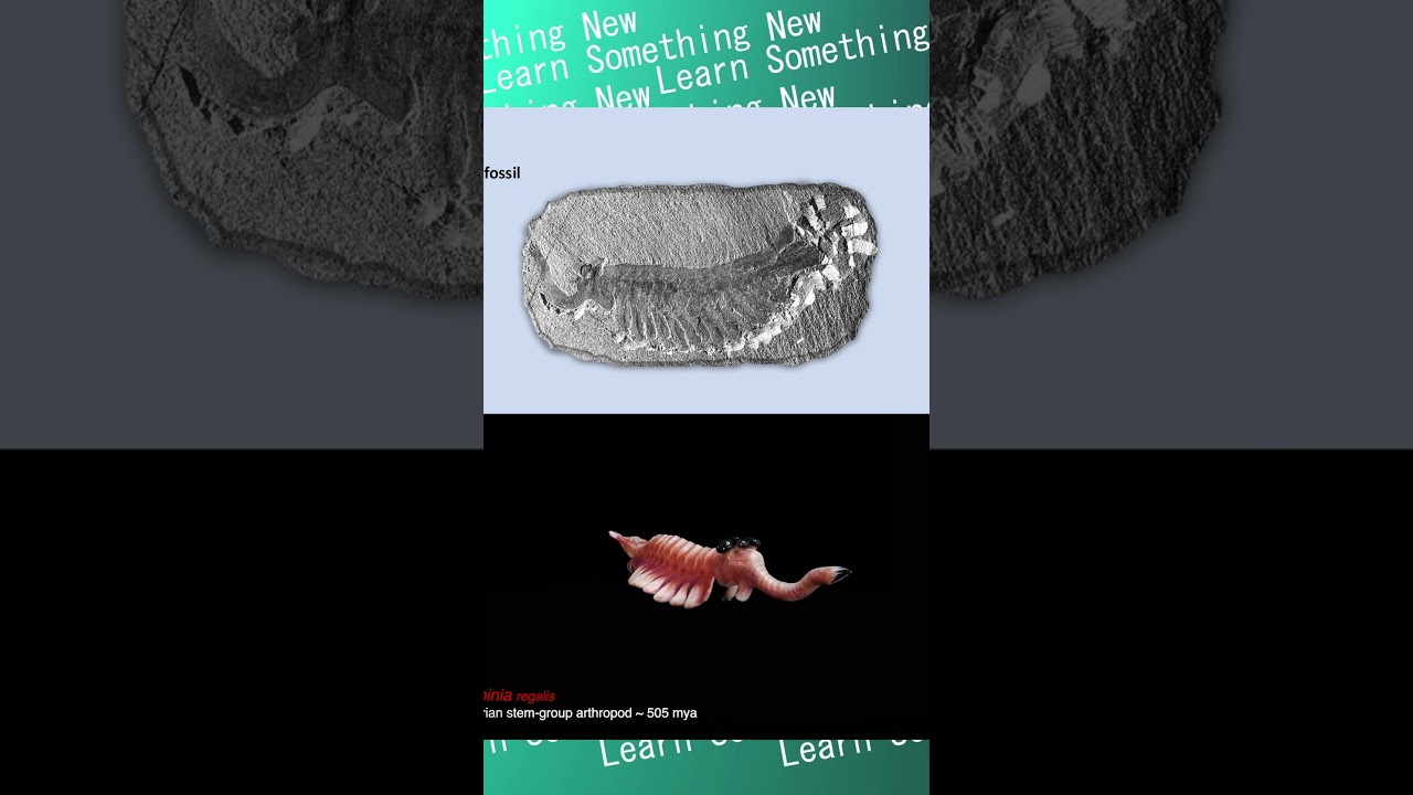 Opabinia: The Five-Eyed Wonder - YouTube