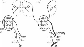 Cranial Nerve 7: Innervation- Draw it to Know it, Neuroanatomy