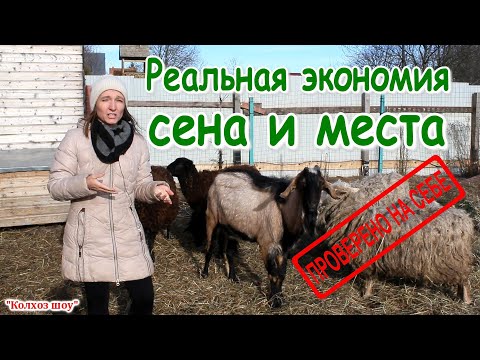 Содержание овец в домашних условиях без выпаса