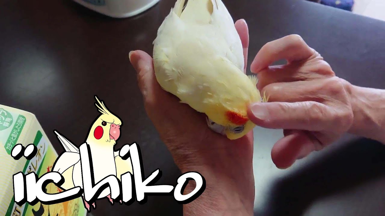 母と24歳のインコ - YouTube