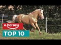 Top 10 Lusitanos Horses