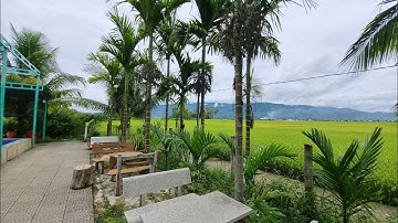 Ngắm Cảnh Quê Bình Yên Bên Hàng Dừa Ra Hoa