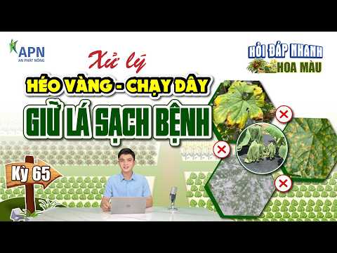 APN - XỬ LÝ HÉO VÀNG CHẾT DÂY & CÔNG THỨC SẠCH BỆNH SƯƠNG MAI, PHẤN TRẮNG, ĐỐM LÁ TRÊN BẦU BÍ DƯA