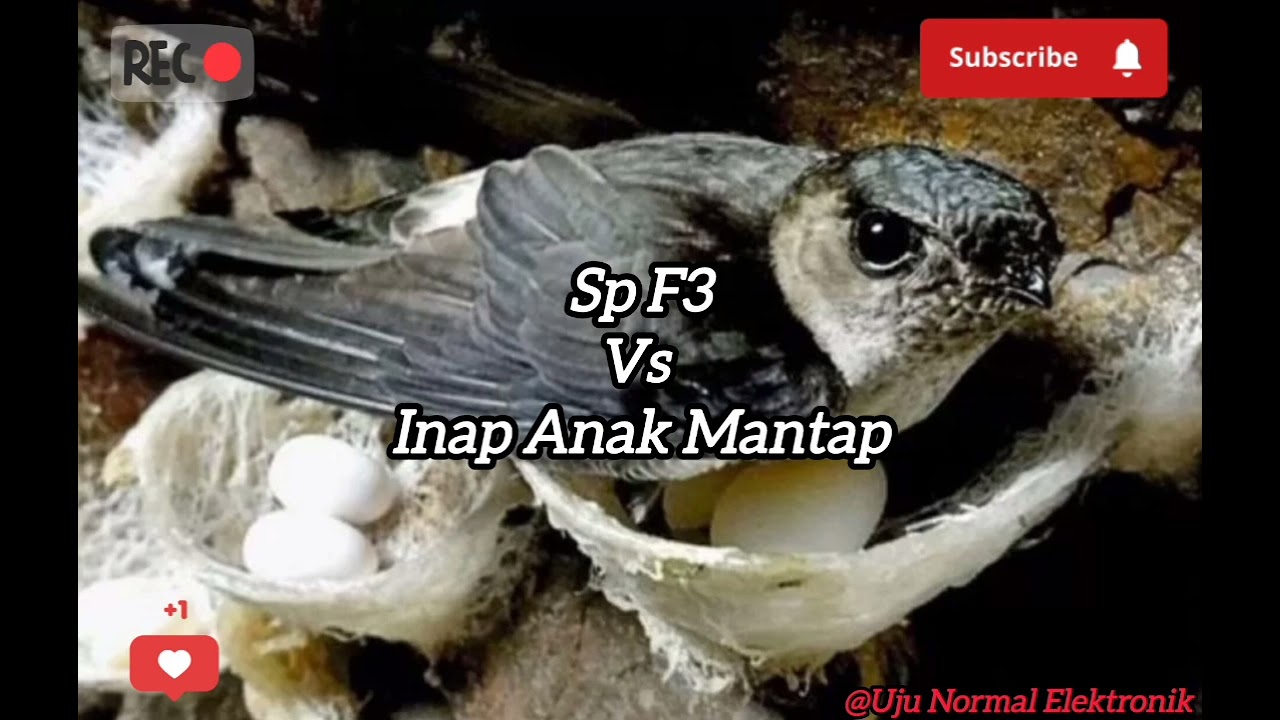 Suara Walet ‼️ SP F3 vs Inap Anak Mantap