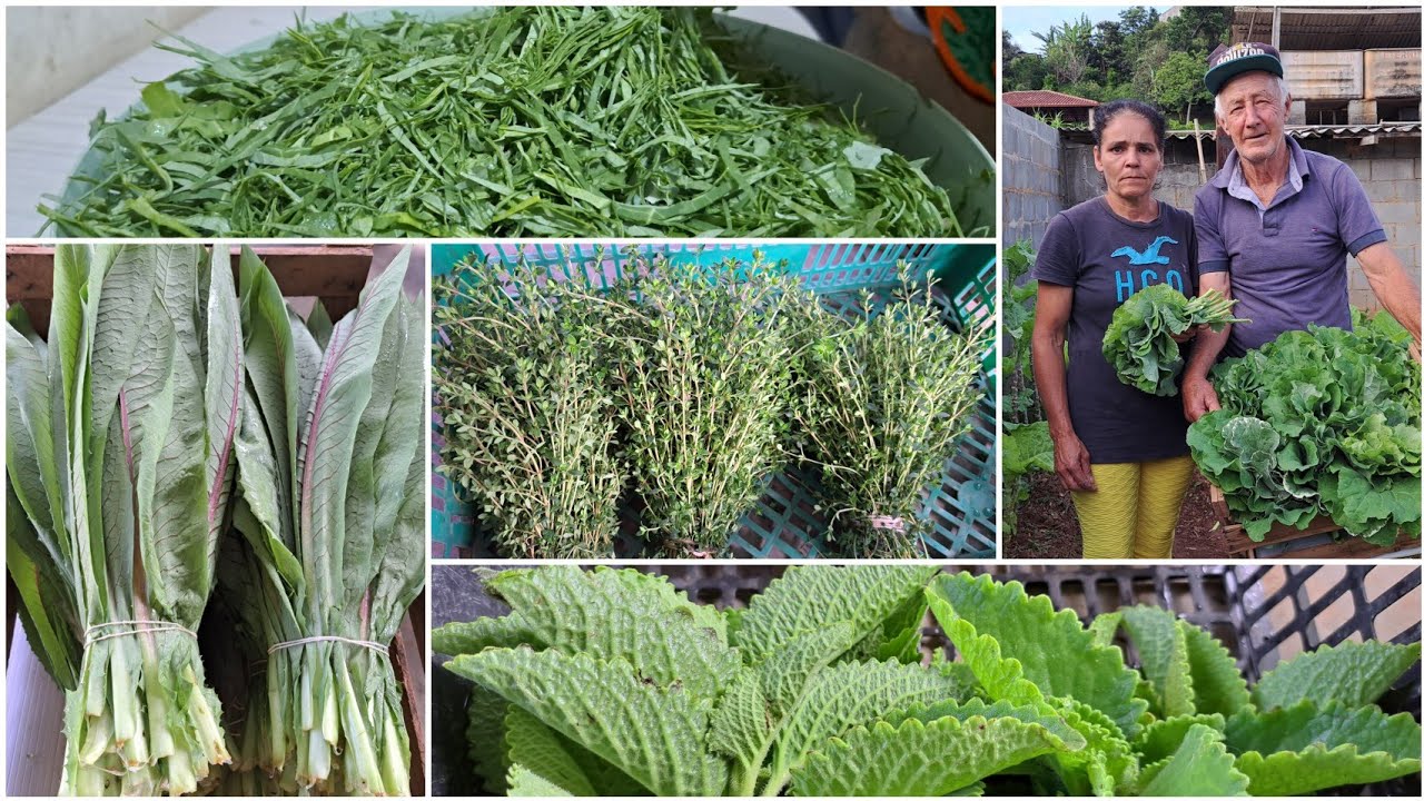 INICIANDO A COLHEITA DE COUVES/NOSSA FARTURA DE ALMEIRAO 