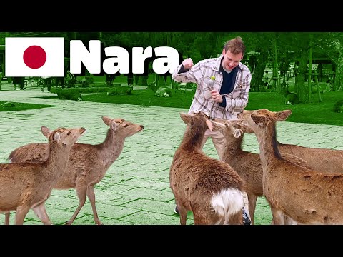 Look At All These Dogs • 3.20.24