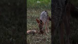 Heartwarming Moments: Mother Black-Backed Jackal Cares for Her Pup 🐺❤️  #animal #safrica #wildlife