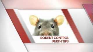 Rodent Control Perth - Prevention Tips