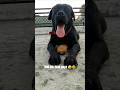 Me in Summers 😂🐶 | Funny Dog #shorts #youtubeshorts #labrador #viral #trending