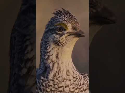 Dancer Zaouli Vs Ave Zaouli Zaouli Bird I Sharp Tail Grouse Art Baile Cute Duet Yt