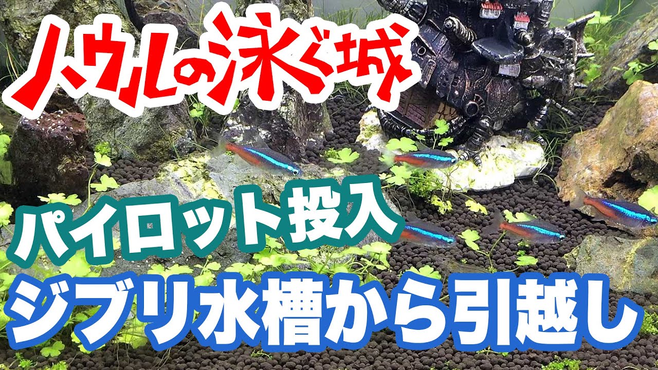 ジブリウム ハウルの泳ぐ城 ジブリ水槽から生体お引っ越し 9 Youtube ジブリウム ハウルの泳ぐ城 ジブリ水槽から生体お引っ越し 9 Youtube