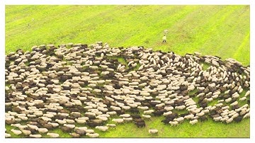 Dog Herding Sheep Aerial View: Sheepdog Symphony from Above