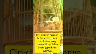 mitos burung perkutut pager gunung !! #short #shorts #mitos #misteri #perkutut