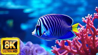 The Ocean 8K VIDEO ULTRA HD - Sea Animals for Relaxation, Beautiful Coral Reef Fish in Aquarium #26