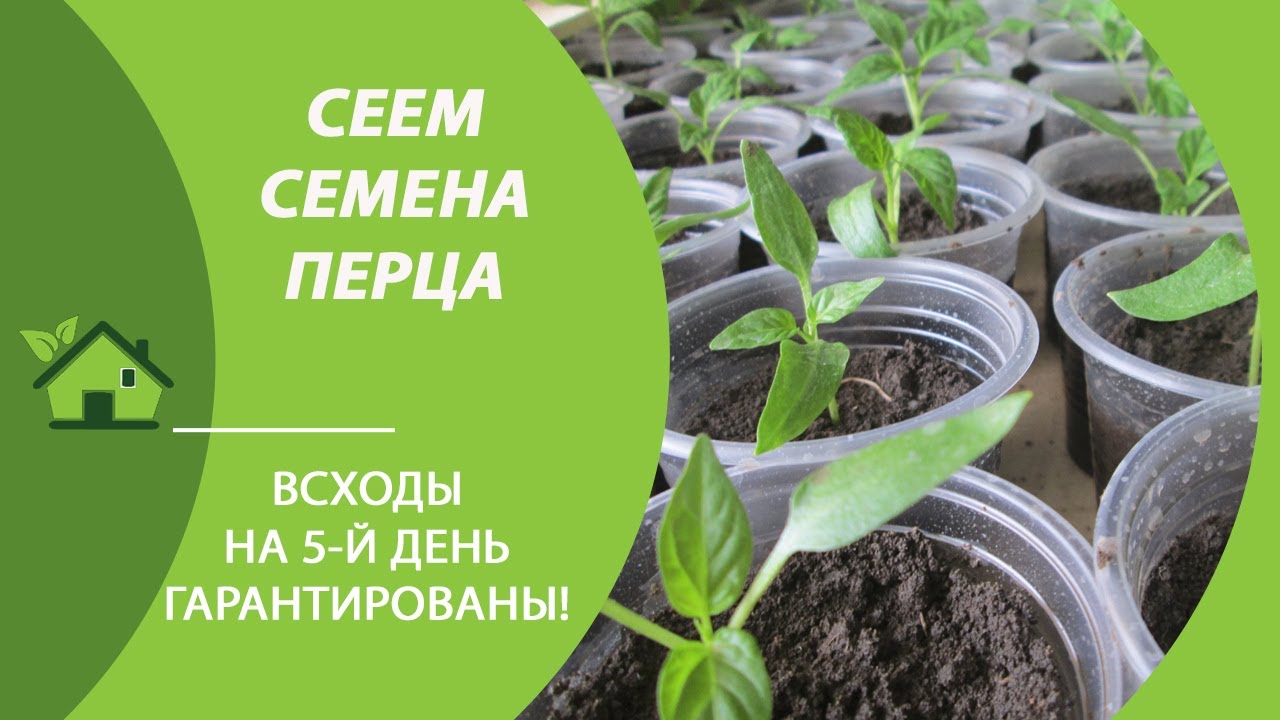 Болгарский перец от семян до всходов за 5 дней / 3 способа проращивания