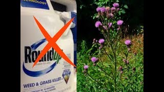 How to Get Rid of Invasive Thistle without Roundup. 