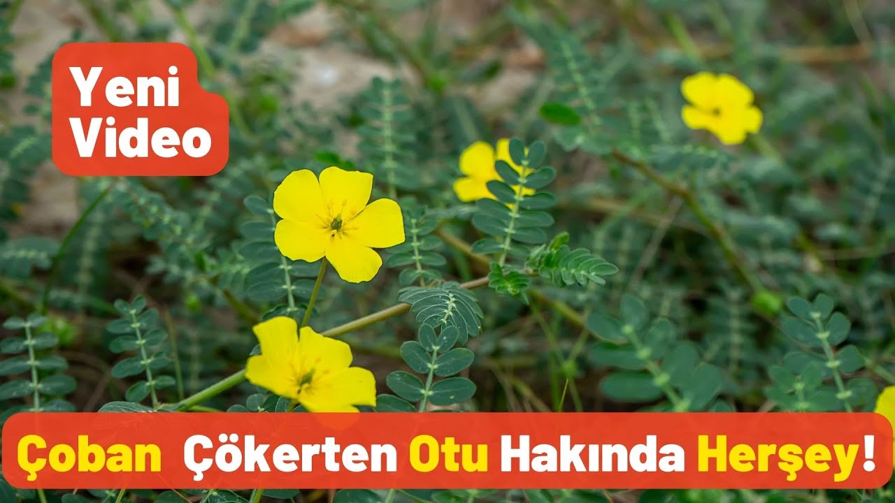 Çoban Çökerten Otunun 8 İnanılmaz Faydası - Pratik Bilgi Bankası - YouTube