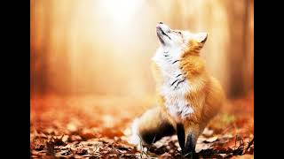 Free fox sounds, free sound effects  4