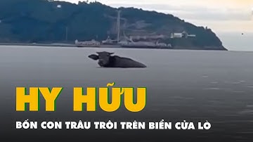 Hy hữu bốn con trâu trôi trên biển Cửa Lò nghi bị lũ cuốn