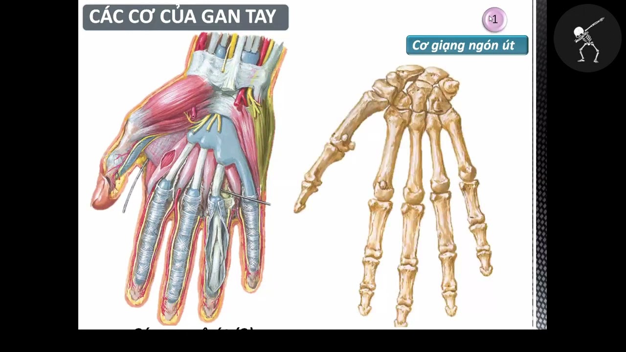 Giải Phẫu BÀN TAY