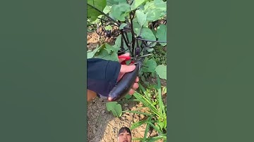 Cách Cắt tỉa nhánh và thu hoạch cà tím có màu khá đậm