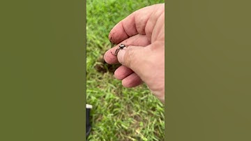 Silver Diamond Ring Found Metal Detecting Park With Nokta Legend Metal Detector