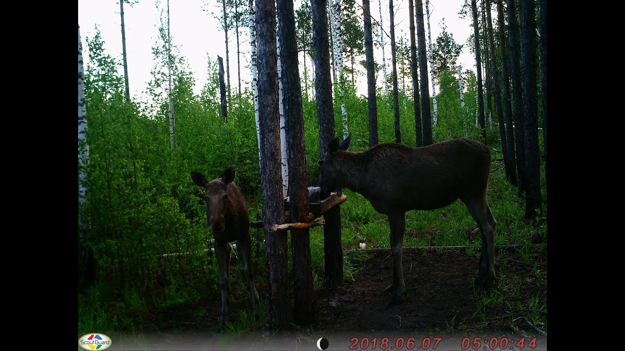 Сладкая (или все же соленая) парочка: лосиха и лось на солонце - YouTube